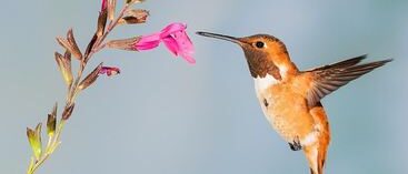 World Wildlife Day