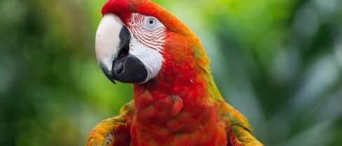 World Wildlife Day